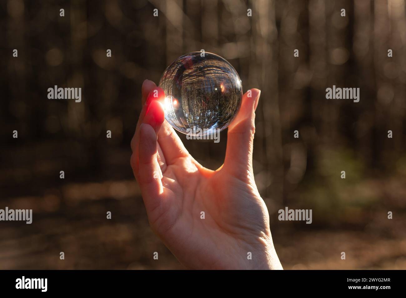 Globo trasparente in vetro, sfera, sfera in mano nella natura. Concetto di visione. Foto Stock