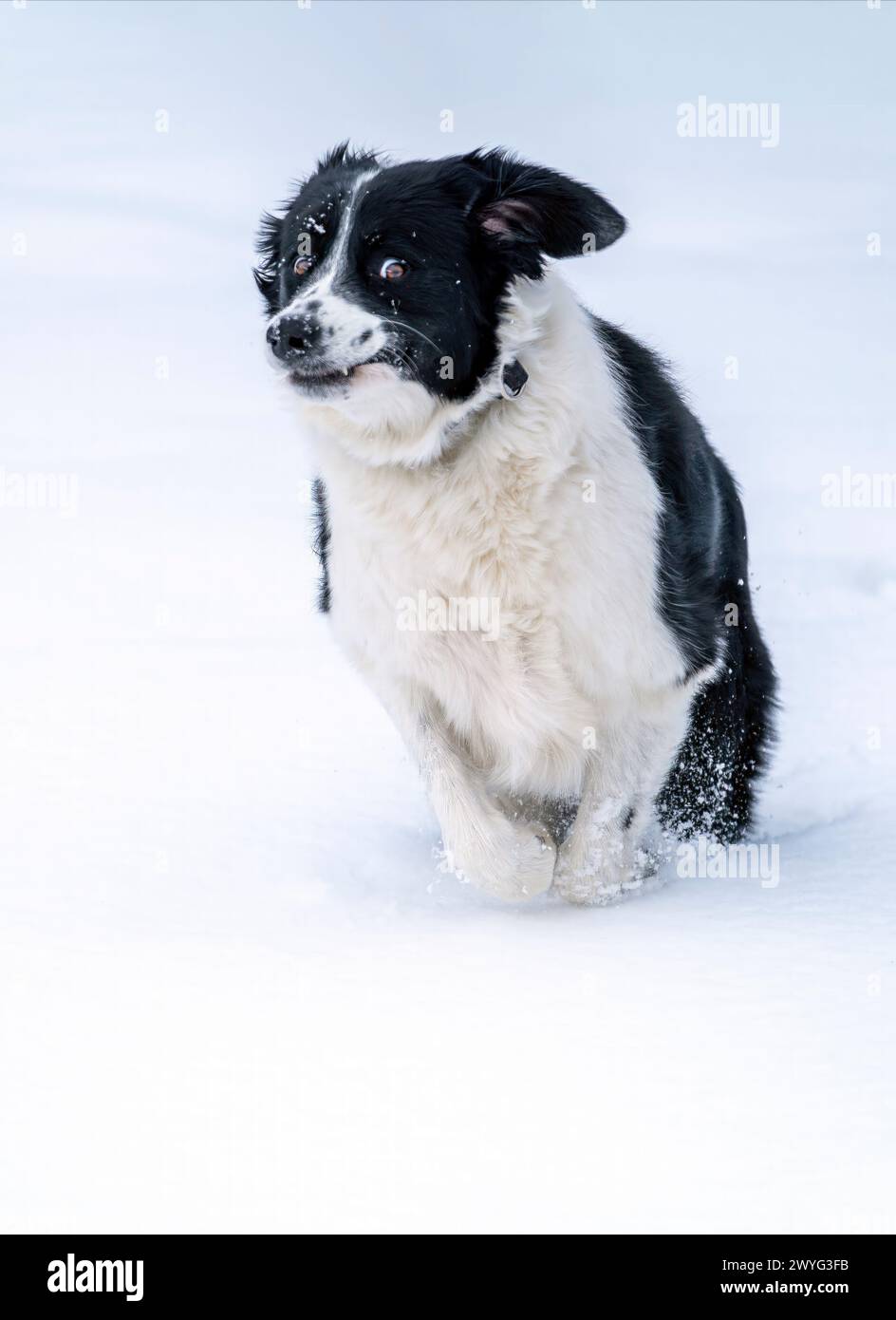 Un divertente Border Collie che corre in a Deep Snow, New Jersey, USA Foto Stock