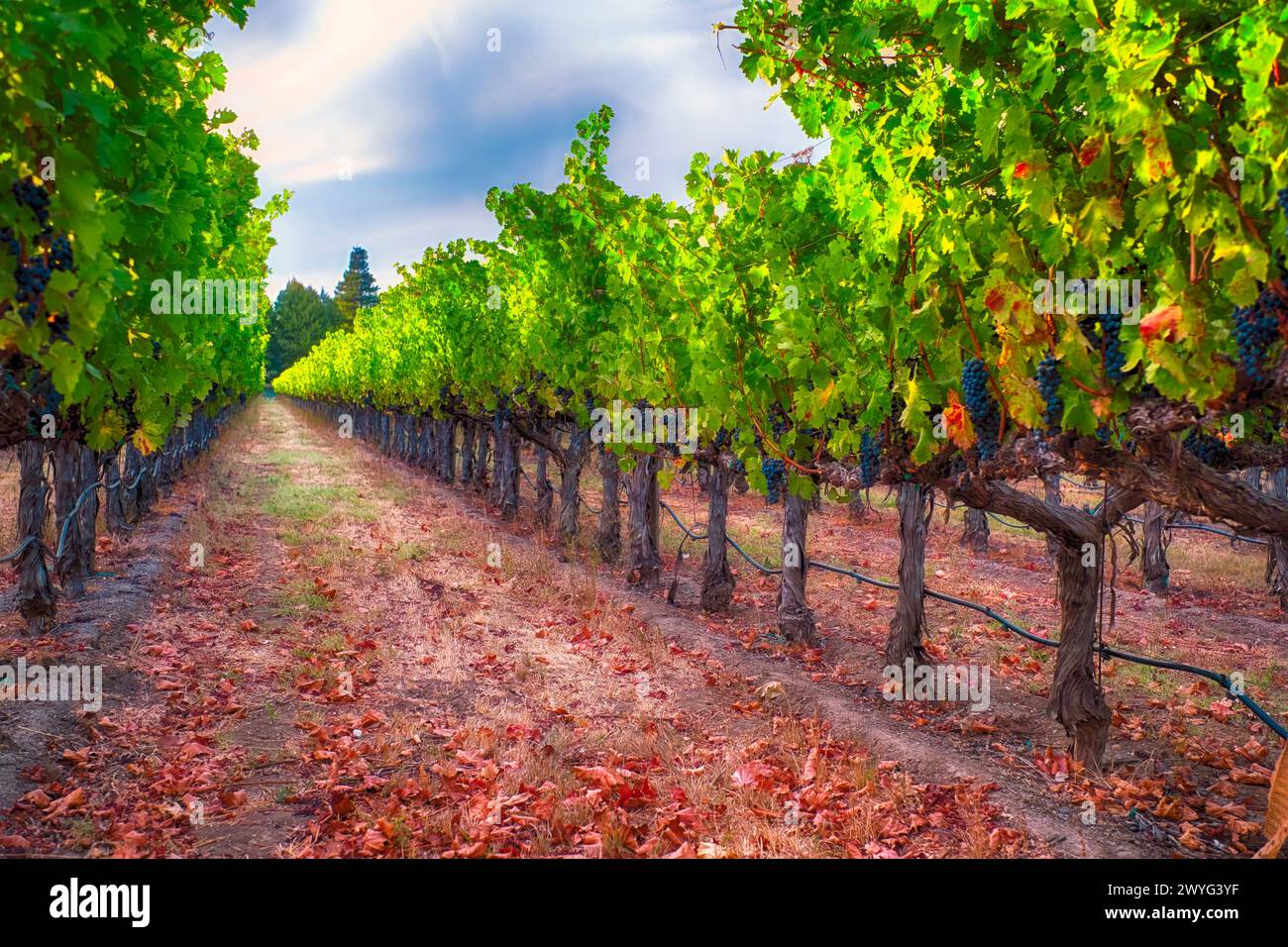 Vista ad angolo basso delle file di vite con uve blu mature, Napa Valley, California Foto Stock