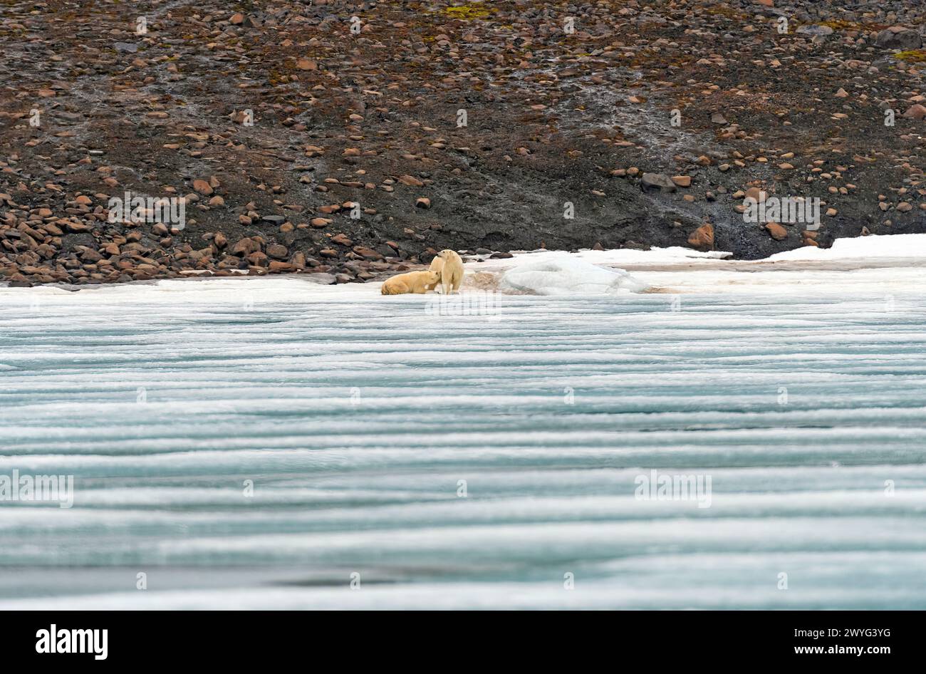 Polar Bear Cub Nursing nell'Artico nelle Isole Svalbard Foto Stock