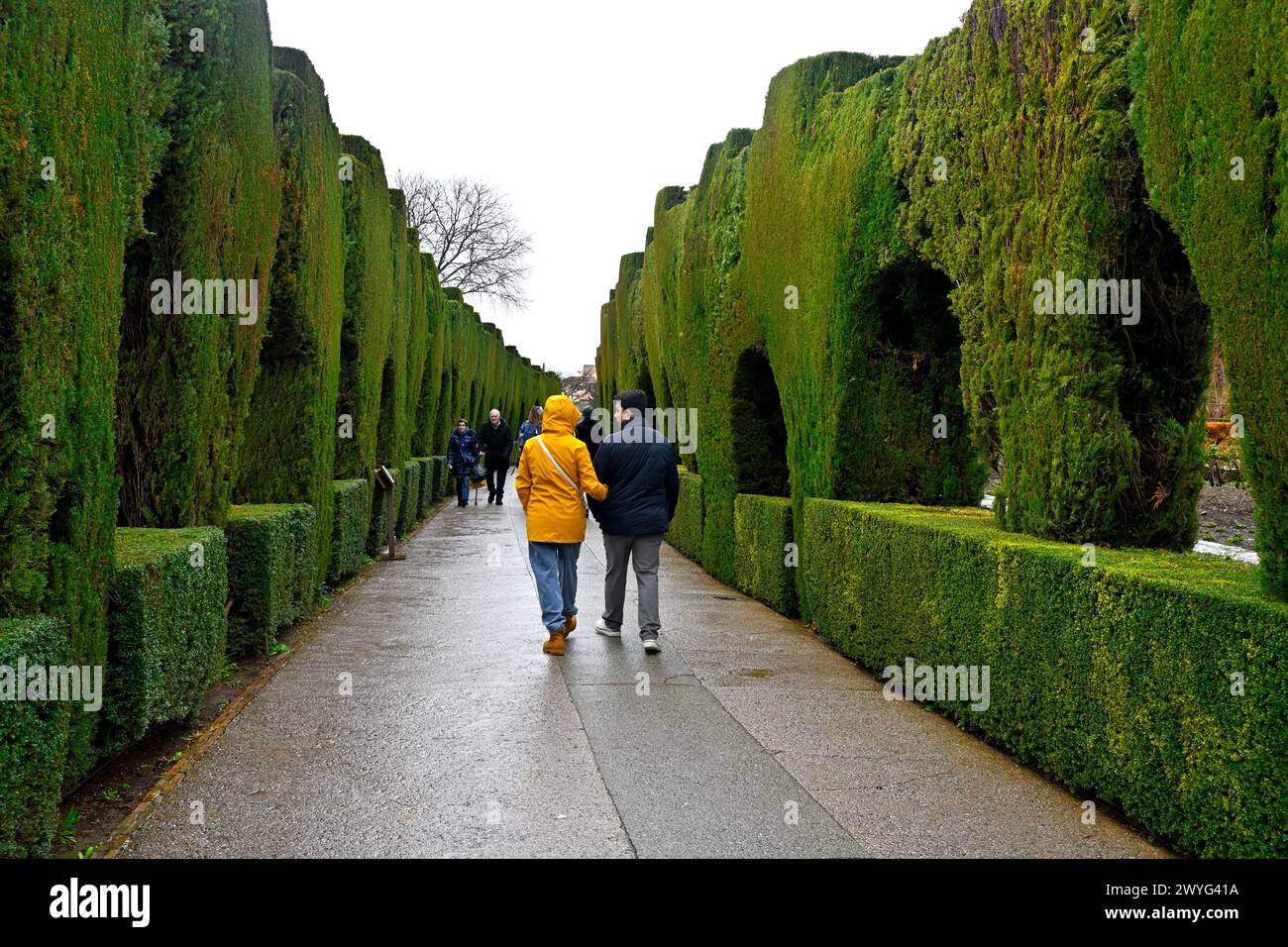 Persone che camminano lungo il sentiero fiancheggiato da siepi topiarie ben rifilate che conducono all'ingresso del complesso dell'Alhambra, Granada, Andalusia, Spagna, Foto Stock