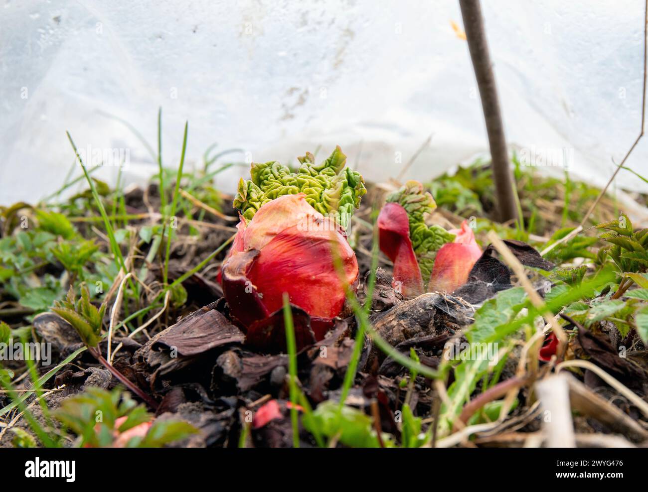 Giovani germogli freschi di rabarbaro dal suolo in primavera all'aperto in giardino, ricoperti di teli di plastica serra per accelerare la crescita con calore. Foto Stock