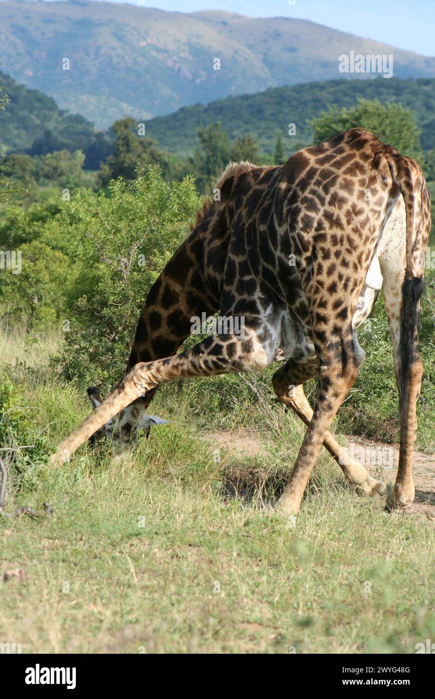 Giraffa piegata verso il basso per sguazzare le foglie Foto Stock