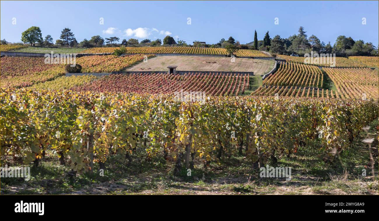 I vigneti autunnali della Cote d'Or cambiano colore Foto Stock