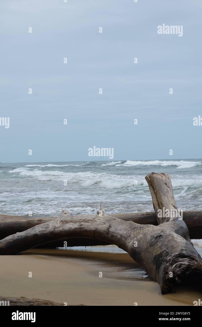 Un grande tronco di ciottoli sulla spiaggia sabbiosa con onde in arrivo Foto Stock