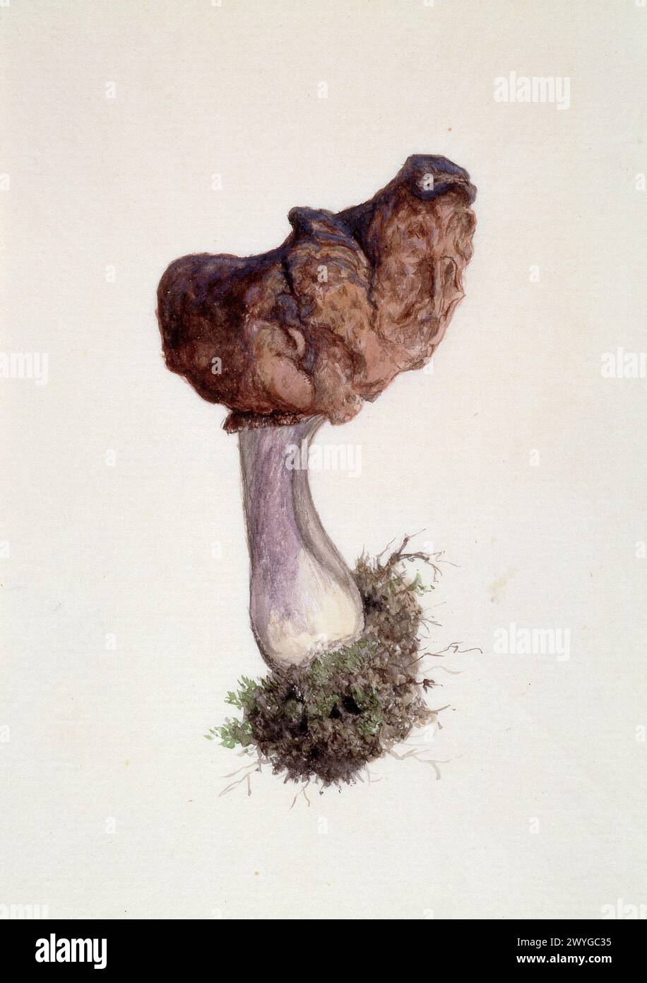 Paragyromitra Infula, comunemente conosciuta come il falso morel incappucciato o la sella dell'elfo. Funghi. Acquerelli d'epoca dipinti intorno al 1900 da William Cornelius Van Horne Foto Stock