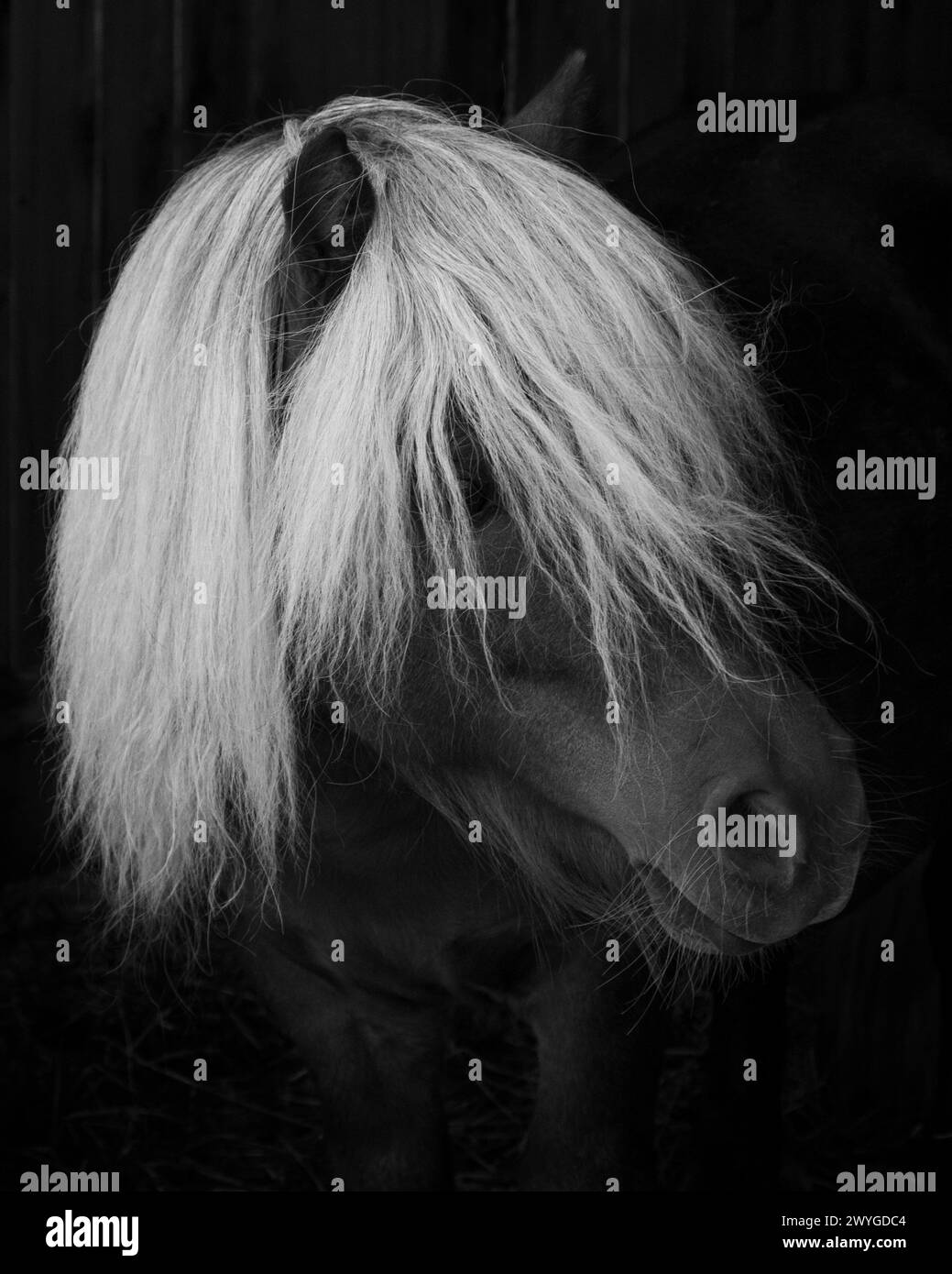 Ritratto in bianco e nero di un cavallo con i capelli lunghi nel fienile Foto Stock