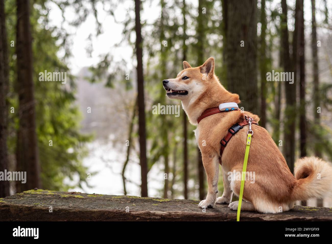 Red shiba inu dogis è seduto sulla collina nella foresta Foto Stock