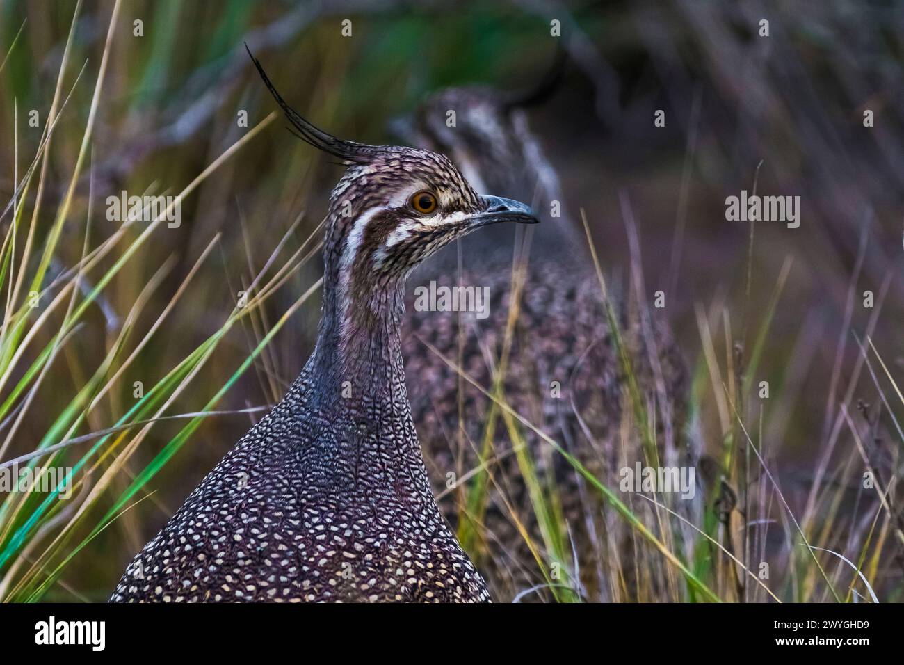 Elegante tinamou crestato, Eudromia elegans, Pampas prateria ambiente, la provincia di la Pampa, Patagonia, Argentina. Foto Stock