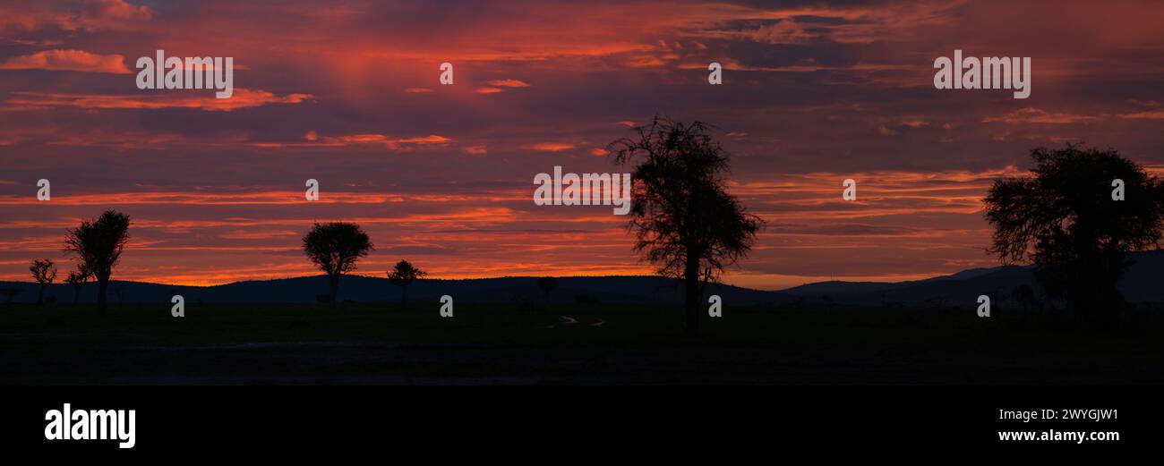 Pochi minuti prima dell'alba, la luce del mattino prima dell'alba viene catturata riflettendo dalle nuvole nella Ol Kinyei Conservancy, Kenya Foto Stock