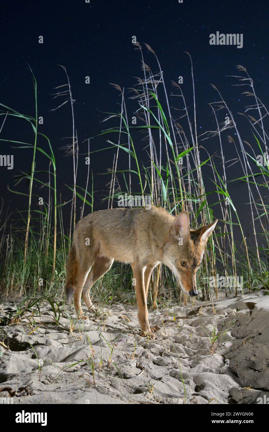 Coyote (Canis latrans) sulle dune di sabbia di notte, Galveston, Texas. Si ritiene che questa popolazione abbia geni di lupo rosso (Canis rufus) Foto Stock