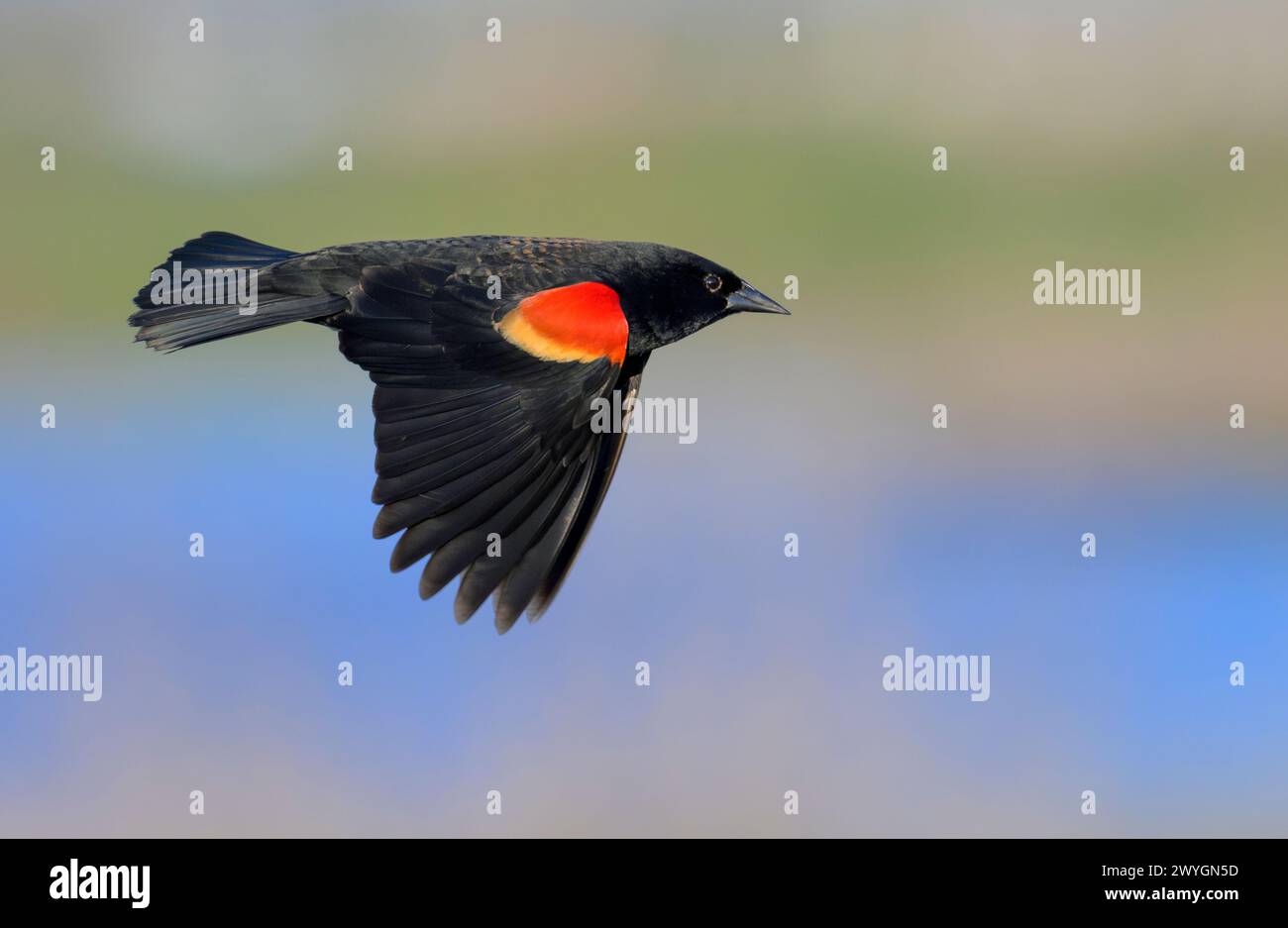 Maschio di balena rossa (Agelaius phoeniceus) che sorvola la palude mareale, Galveston, Texas, Stati Uniti. Foto Stock