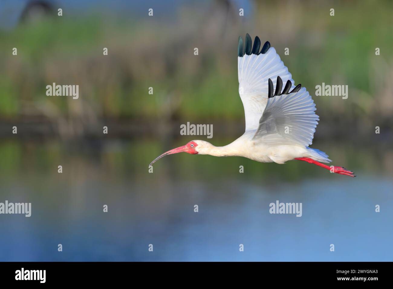 Americano bianco ibis (Eudocimus albus) volare su maree marsh, Galveston, Texas, Stati Uniti d'America. Foto Stock