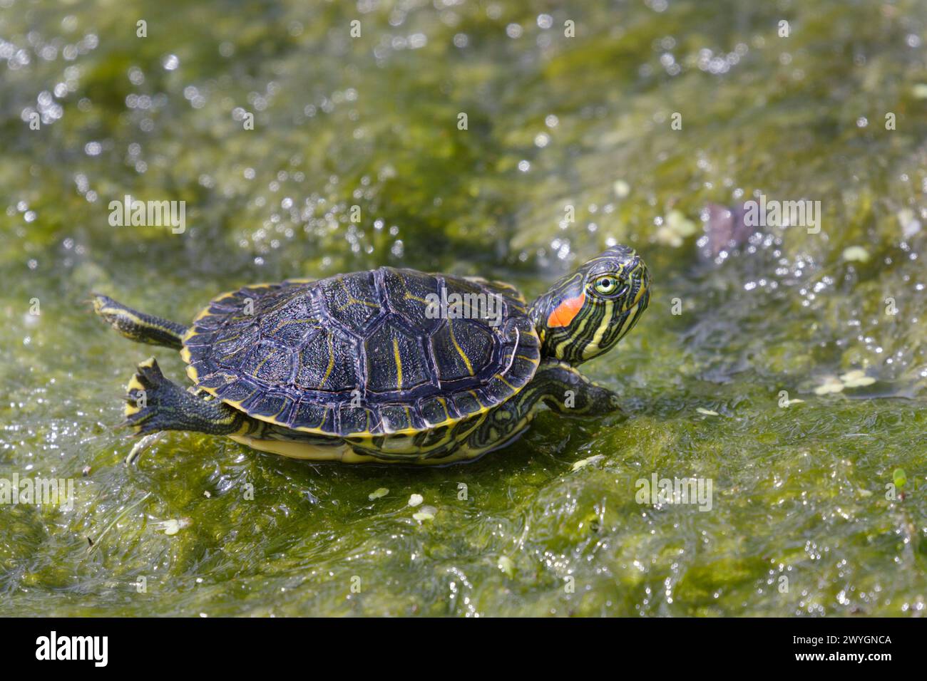 Una juvinile tartaruga di scorrimento dalle orecchie rosse (Trachemys scripta elegans) che prende il sole sulle alghe sulla superficie dell'acqua, Galveston, Texas, Stati Uniti. Foto Stock