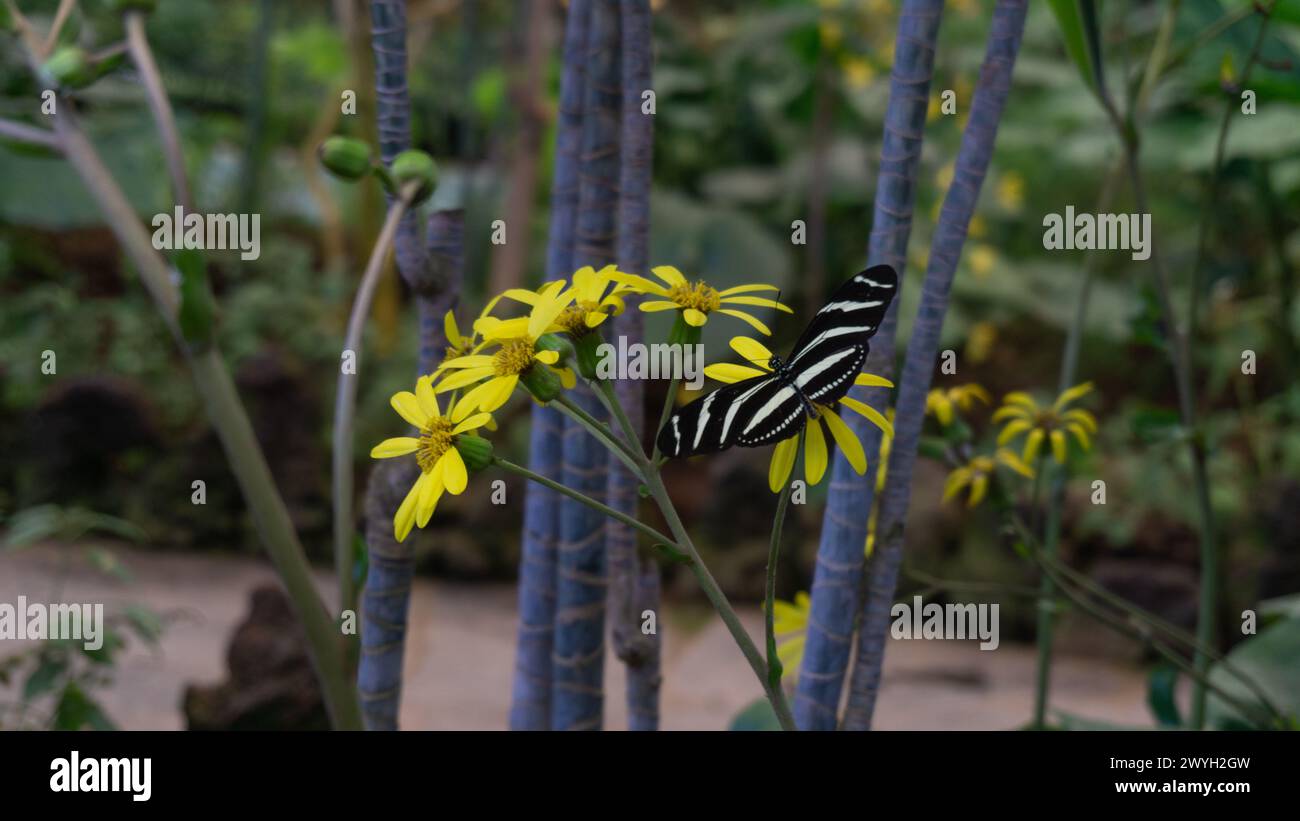 Farfalla colorata, petali gialli, natura serena Foto Stock