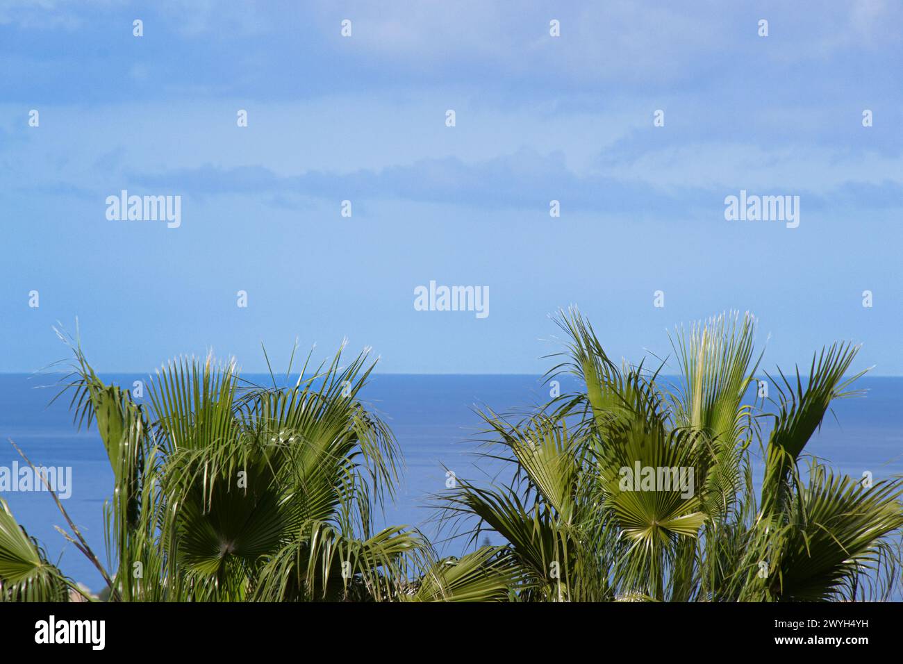 Vista panoramica con il mare sullo sfondo, palme in primo piano e cielo blu e nuvole in una giornata di sole in Spagna. Orizzonte dell'oceano. Foto Stock