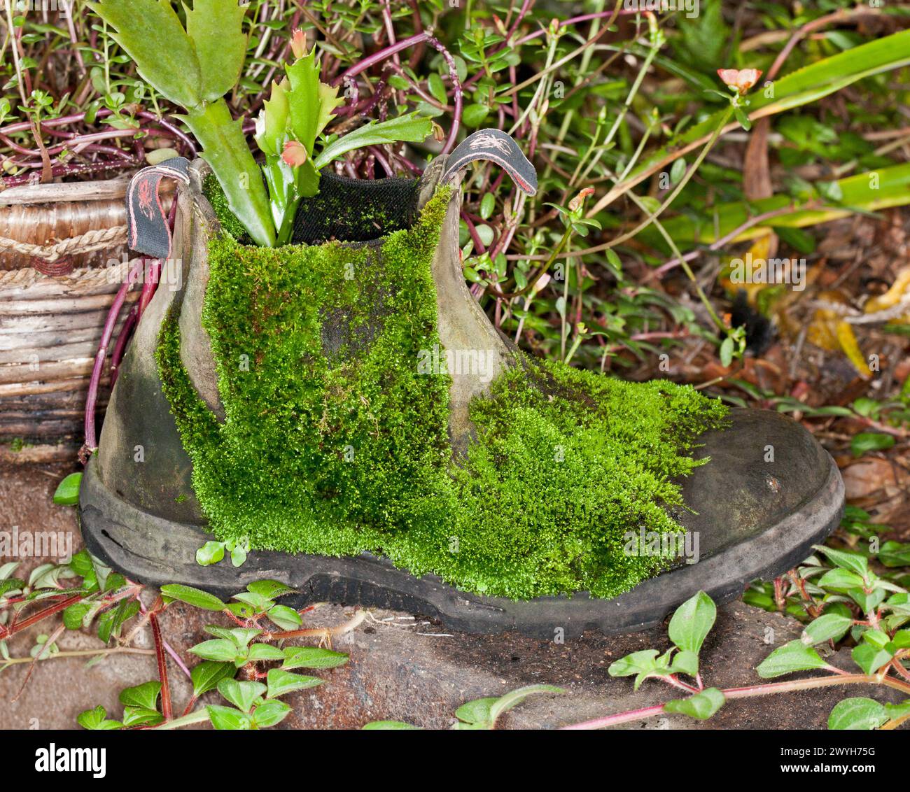 Stivaletto da lavoro in pelle utilizzato come vaso da giardino ricoperto di muschio verde smeraldo Foto Stock