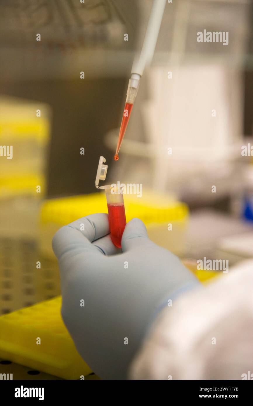Preparazione della coniugazione Bio-Rad, laboratorio di batteriologia, Departamento de Producción y Sanidad Animal, Neiker Tecnalia, Instituto de Investigación y Desarrollo Agrario, Ganadero, Forestal y del Medio Natural, Derio, Bizkaia, Euskadi, Spagna. Foto Stock