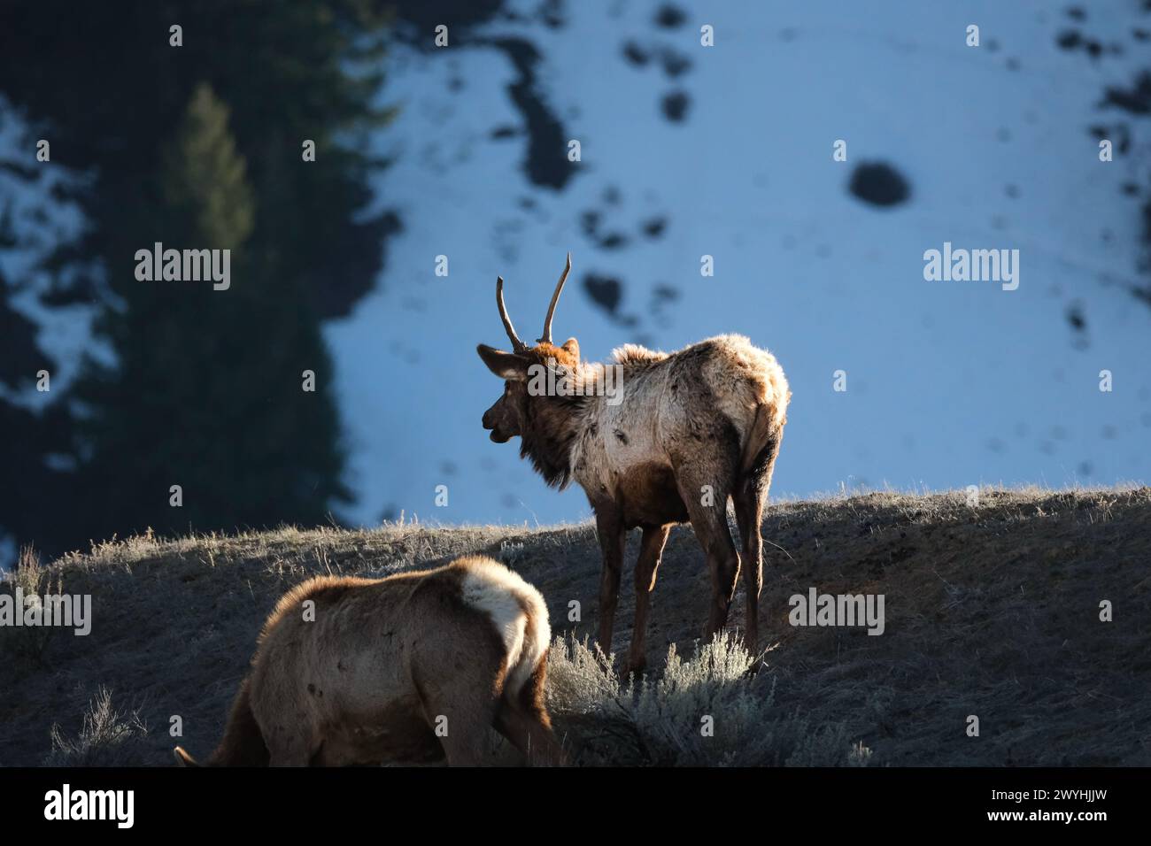 Alce sul campo Foto Stock