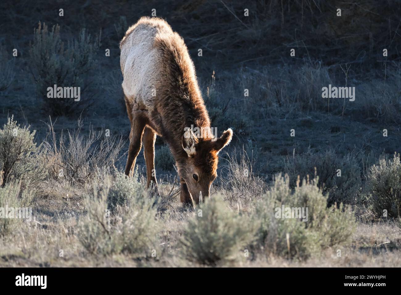 Alce sul campo Foto Stock