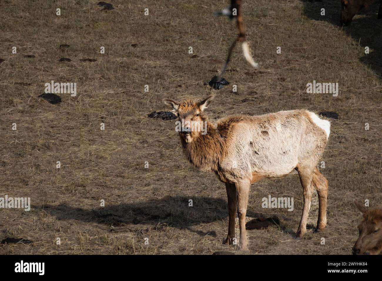 Alce sul campo Foto Stock