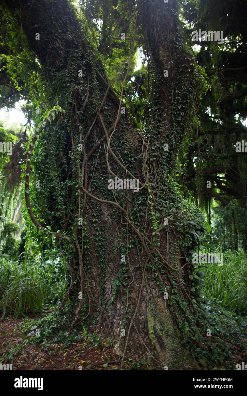 Un sentiero conduce attraverso imponenti alberi e viti da qualche parte lungo la strada per Hana sull'isola hawaiana di Maui Foto Stock