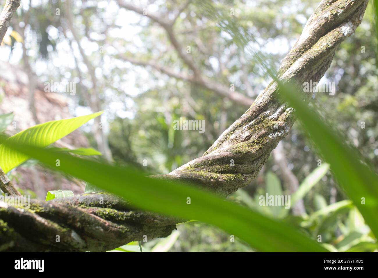 Un antico vitigno Ayahuasca che cresce nel Santuario delle farfalle vicino a Iquitos in Perù, lungo il fiume Amazzone. Noto come Banisteriopsis Caapi Foto Stock