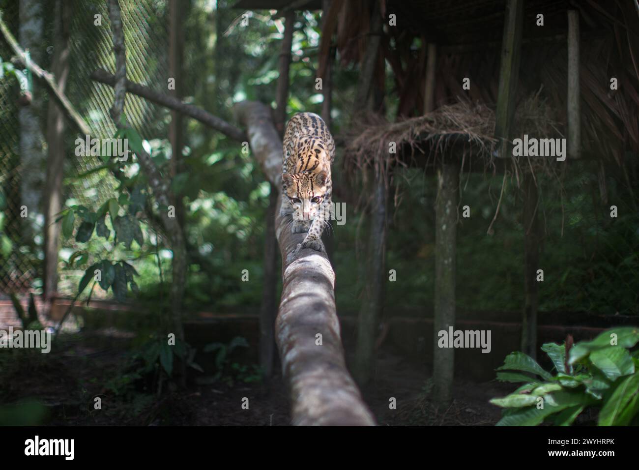 Un tour del centro di salvataggio della fauna selvatica di Pilpintuwasi, della fattoria delle farfalle e del santuario vicino a Iquitos in Perù nella regione di Loreto sul fiume Amazzonia Foto Stock
