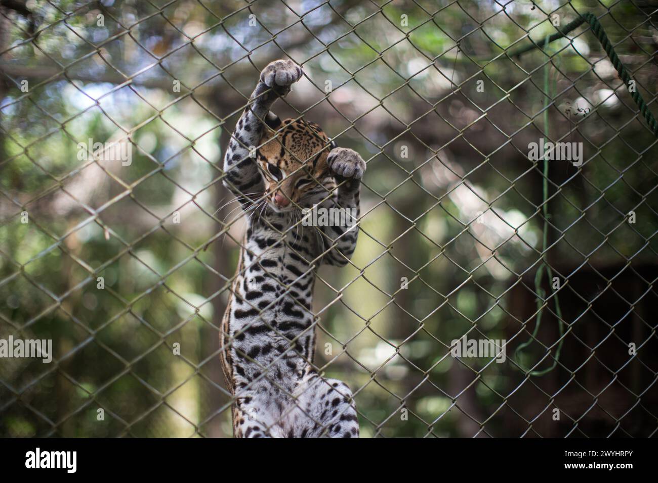 Un tour del centro di salvataggio della fauna selvatica di Pilpintuwasi, della fattoria delle farfalle e del santuario vicino a Iquitos in Perù nella regione di Loreto sul fiume Amazzonia Foto Stock