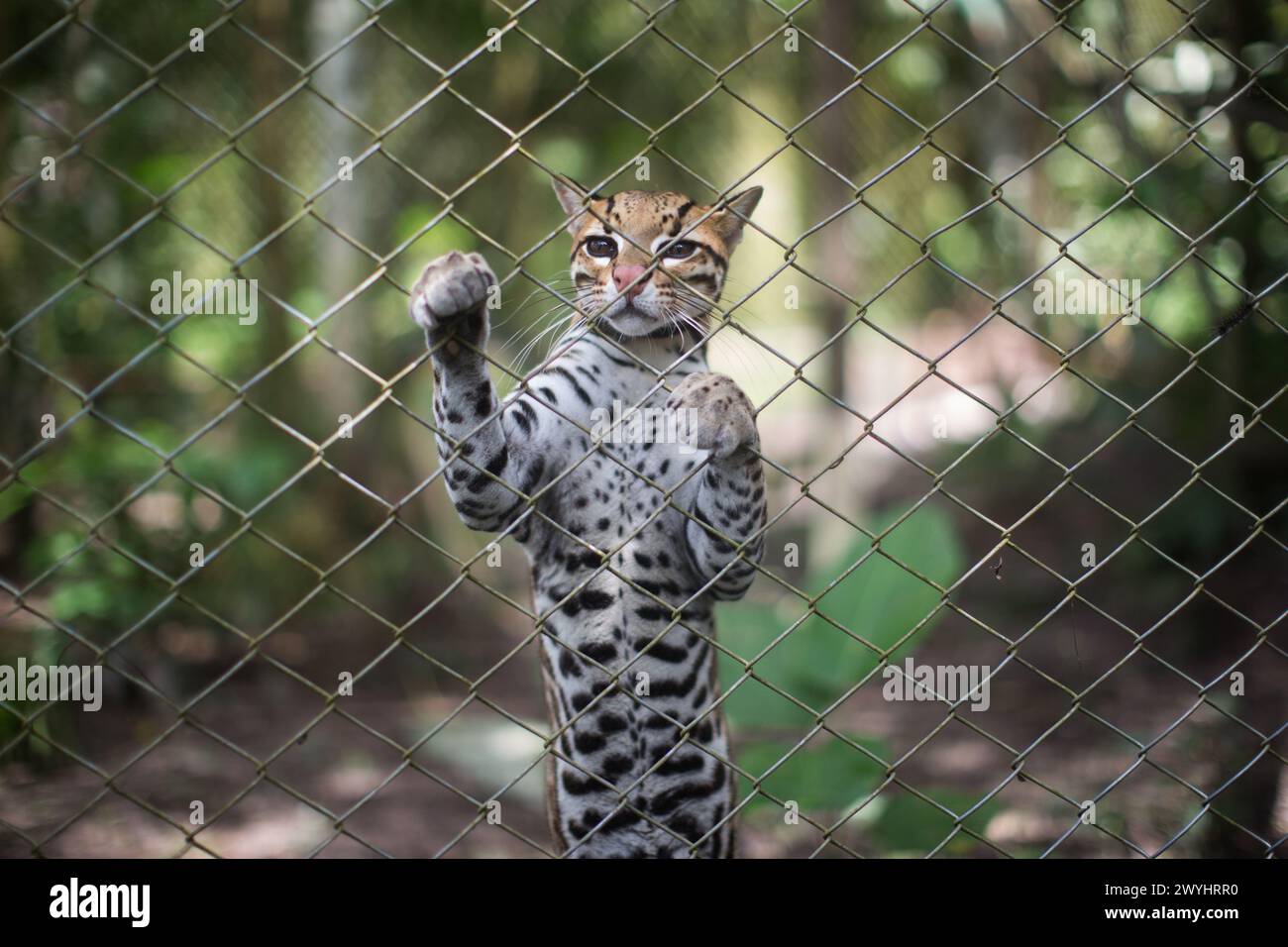 Un tour del centro di salvataggio della fauna selvatica di Pilpintuwasi, della fattoria delle farfalle e del santuario vicino a Iquitos in Perù nella regione di Loreto sul fiume Amazzonia Foto Stock