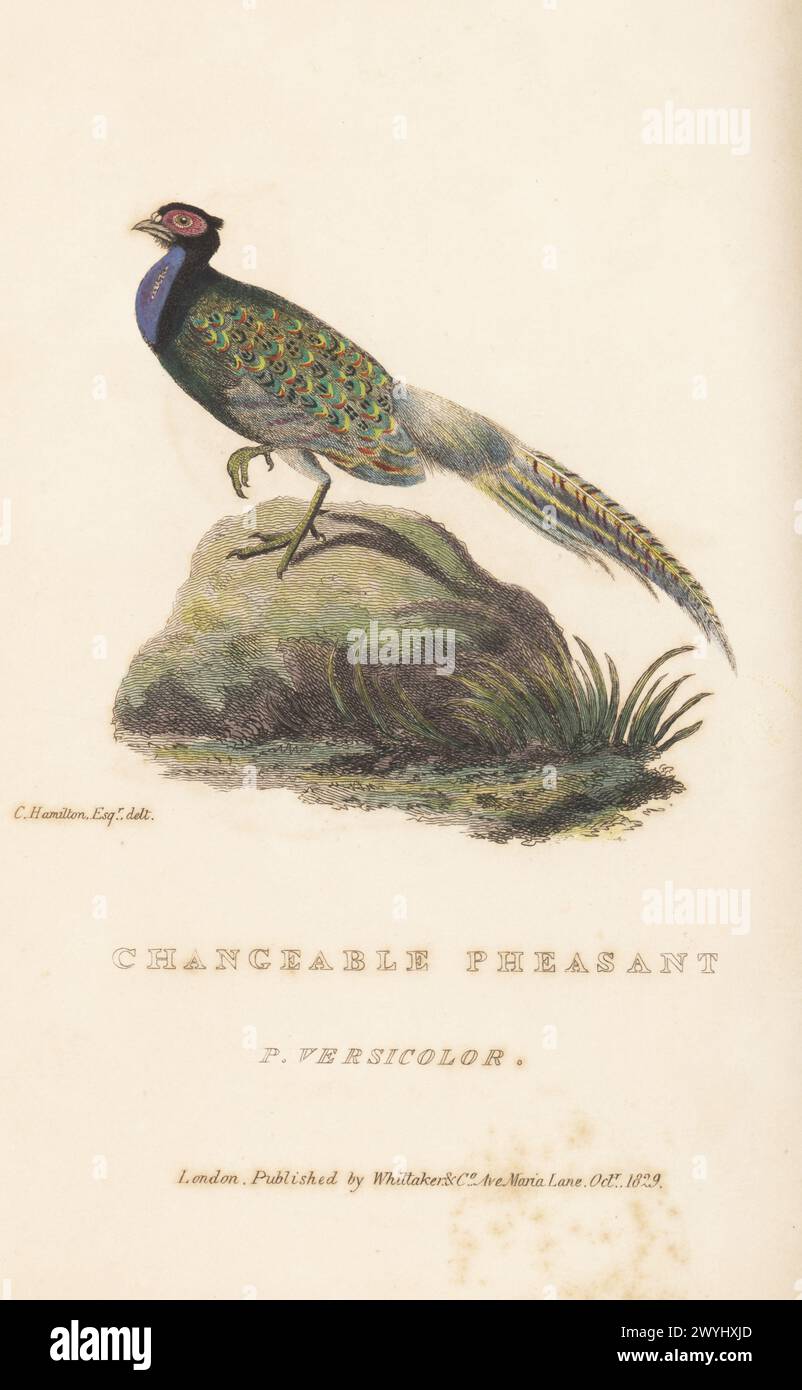 Fagiano verde giapponese o fagiano modificabile, Phasianus versicolor. Phasianus diardi. Incisione in rame colorata a mano dopo un'illustrazione di Charles Hamilton Smith da The Animal Kingdom di Edward Griffith del Barone Cuvier, Londra, Whittaker, 1829. Foto Stock