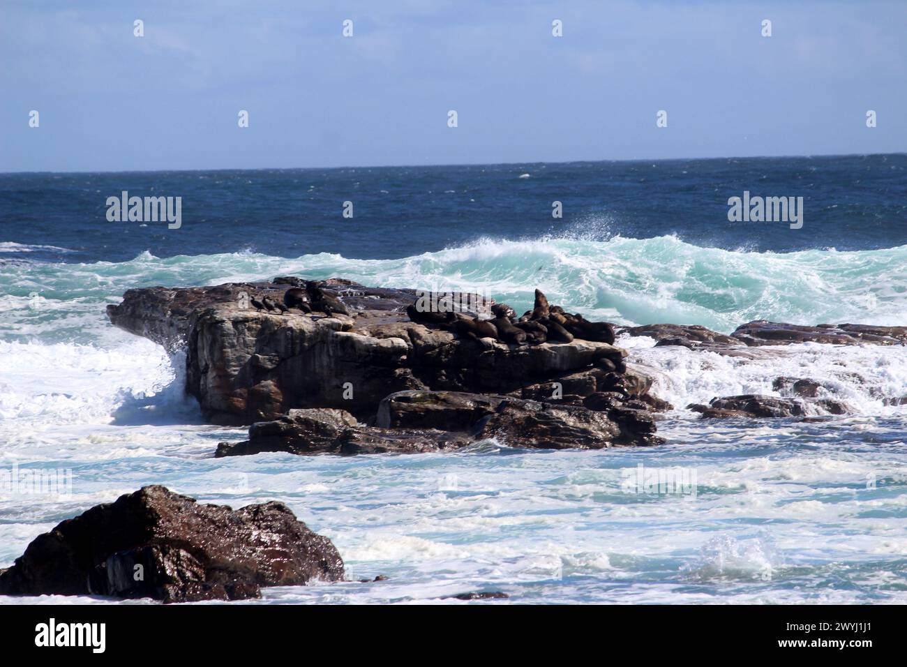 Acque turbolente dell'oceano con foche sedute su una roccia: (Pix Sanjiv Shukla) Foto Stock