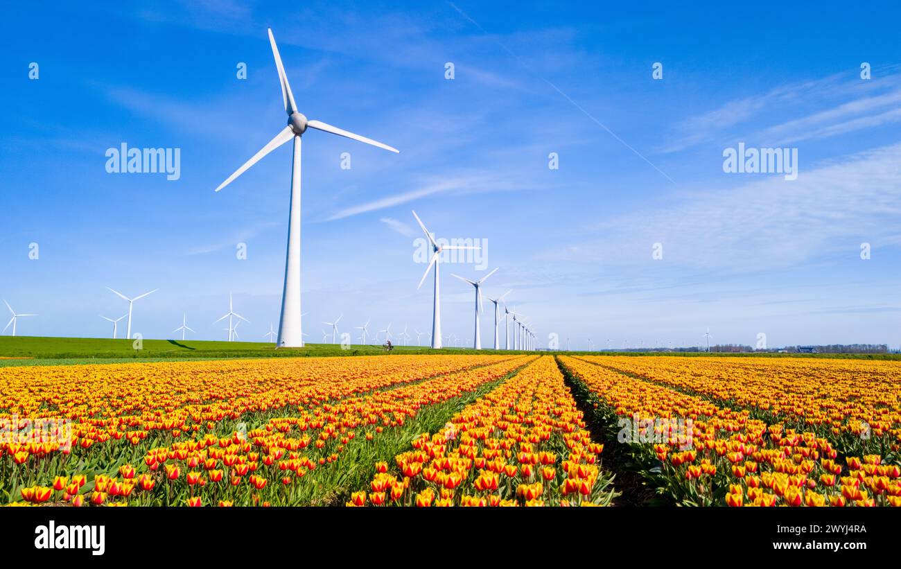Un vivace campo di tulipani si estende in lontananza, con iconici mulini a vento che ondeggiano sullo sfondo, simboleggiando la pittoresca bellezza dei Paesi Bassi in primavera. turbine eoliche, energia verde Foto Stock