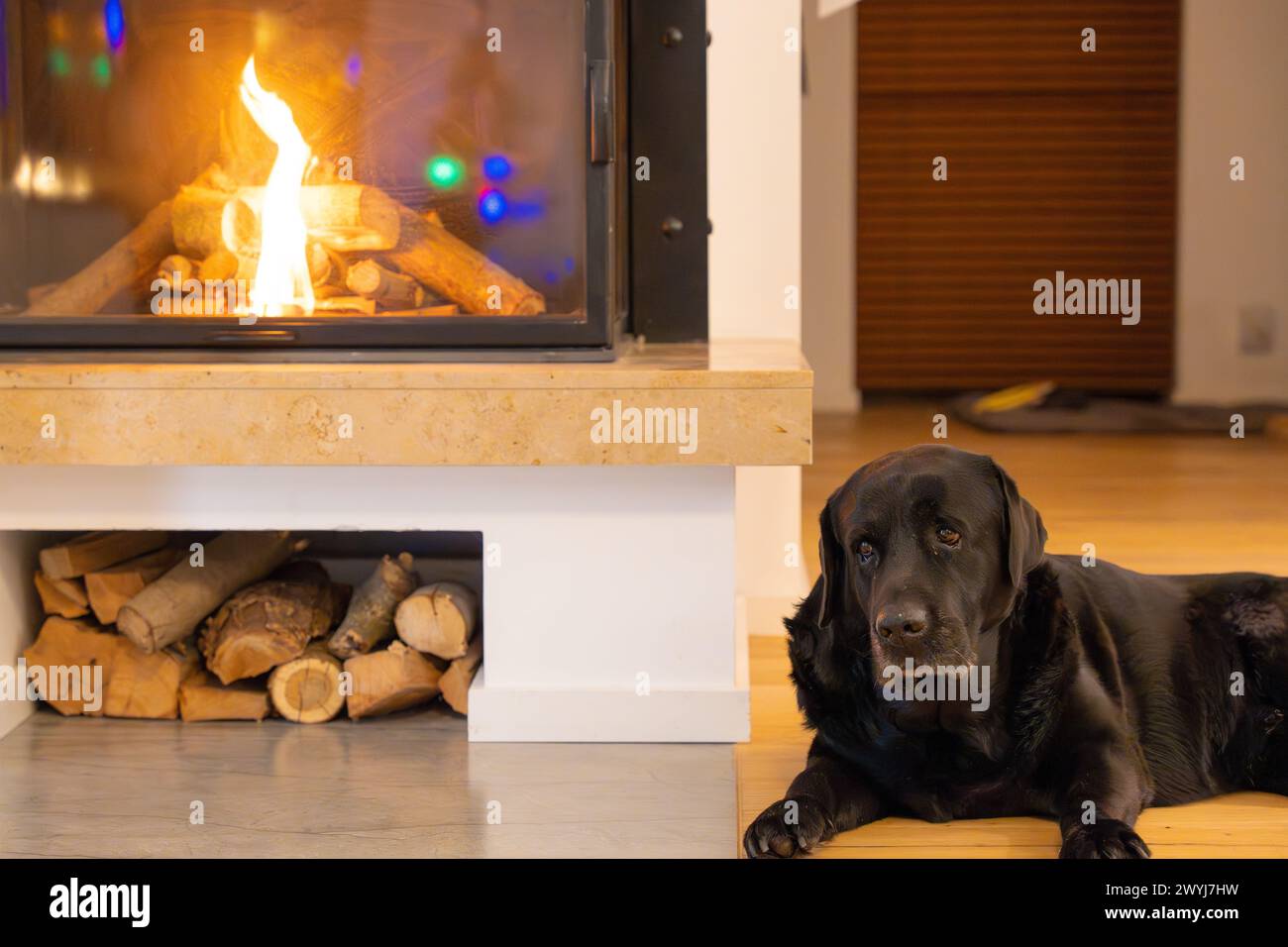 Black Labrador Retriever si trova vicino al caminetto della casa Foto Stock