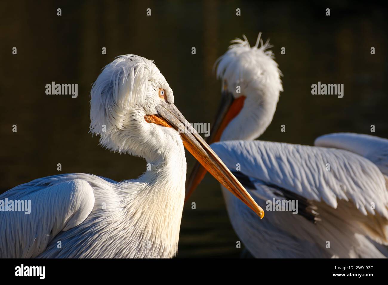 Capo di Pelecanus Crispus Foto Stock