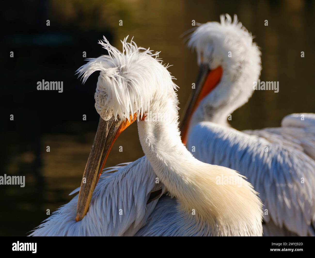 Capo di Pelecanus Crispus Foto Stock