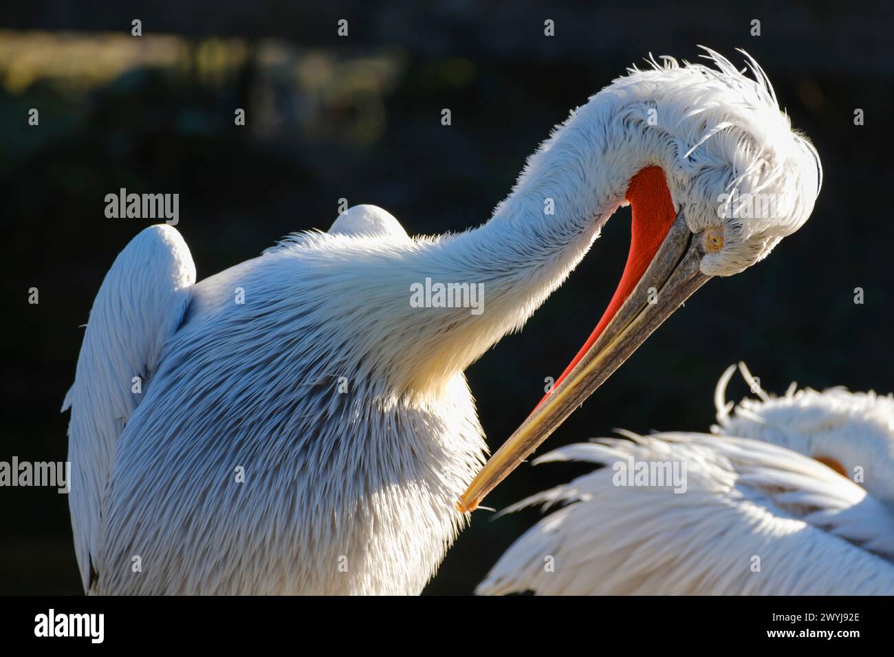 Capo di Pelecanus Crispus Foto Stock