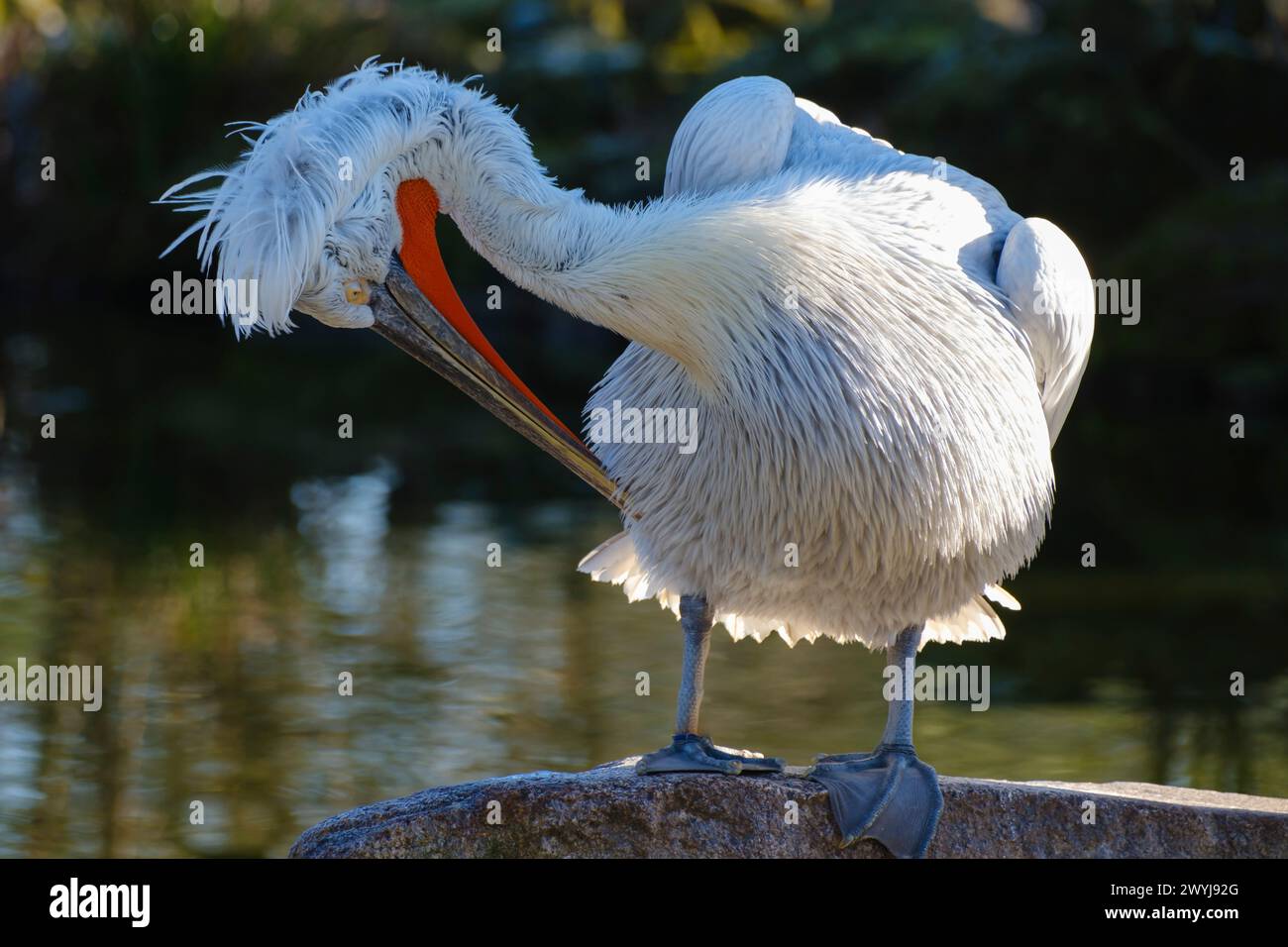 Capo di Pelecanus Crispus Foto Stock