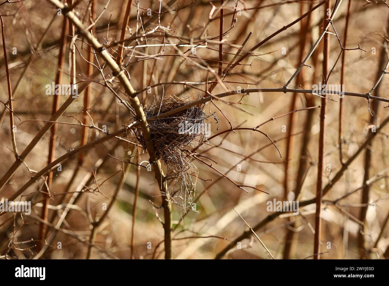 Primavera, nido abbandonato di un piccolo uccello nei cespugli. Foto Stock