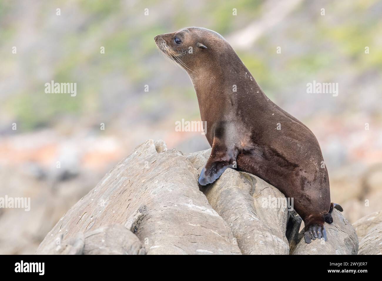 Foca da pelliccia della nuova Zelanda o foca da pelliccia Australasiana (Arctocephalus forsteri), selvatica in Australia. Foto Stock