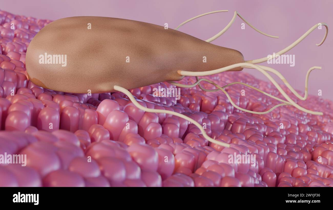 Rendering 3d di Giardia, è un parassita microscopico che vive nell'intestino. Il parassita può causare un'infezione intestinale chiamata Giardiasis Foto Stock