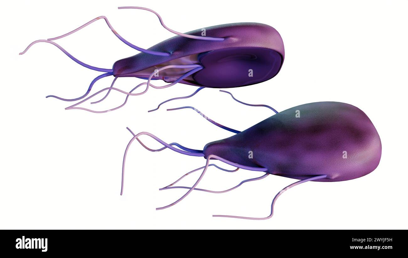 Rendering 3d di Giardia, è un parassita microscopico che vive nell'intestino. Il parassita può causare un'infezione intestinale chiamata Giardiasis Foto Stock