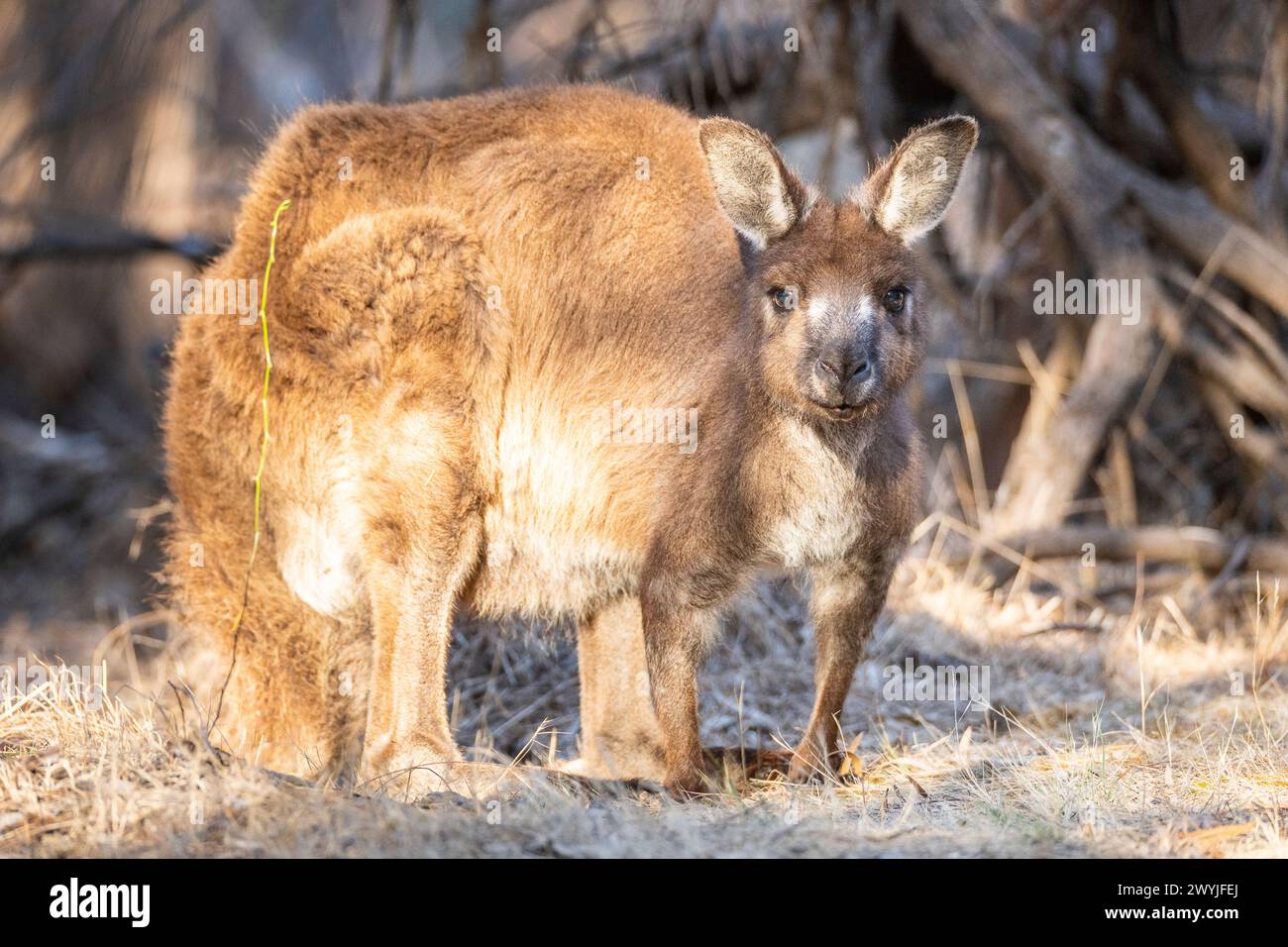 Kangaroo Island canguro grigio occidentale o semplicemente canguro grigio Kangaroo Island (Macropus fuliginosus fuliginosus). Foto Stock
