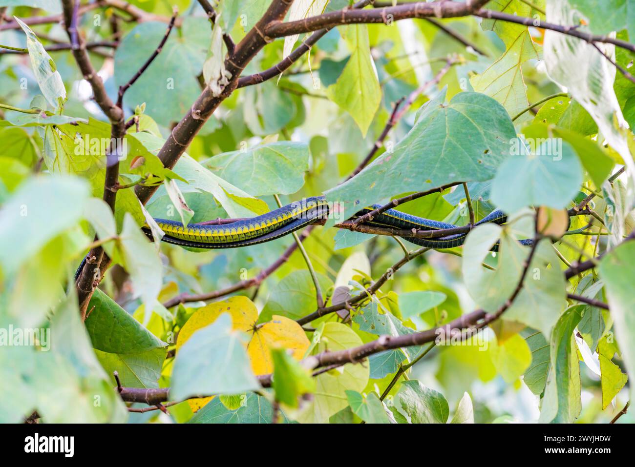 Un serpente comune o verde (Dendrelaphis punctulata) in un trre nel Queensland, in Australia sembra quasi un ramo di albero stesso Foto Stock