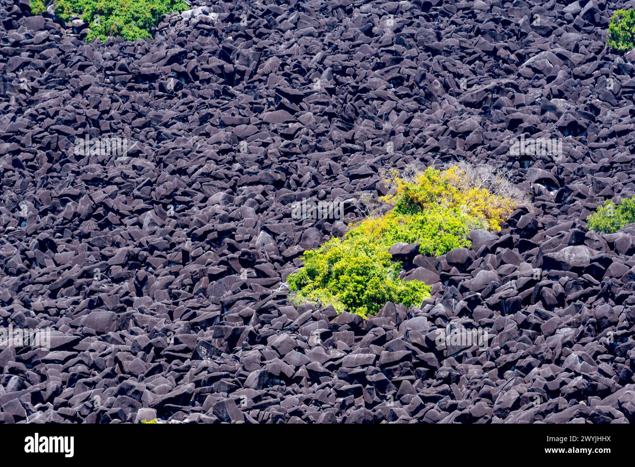 Parco nazionale Black Mountain (Kalkajaka). I massi di granito grigi sono anneriti da una pellicola di alghe microscopiche blu-verdi che crescono sulla superficie esposta Foto Stock
