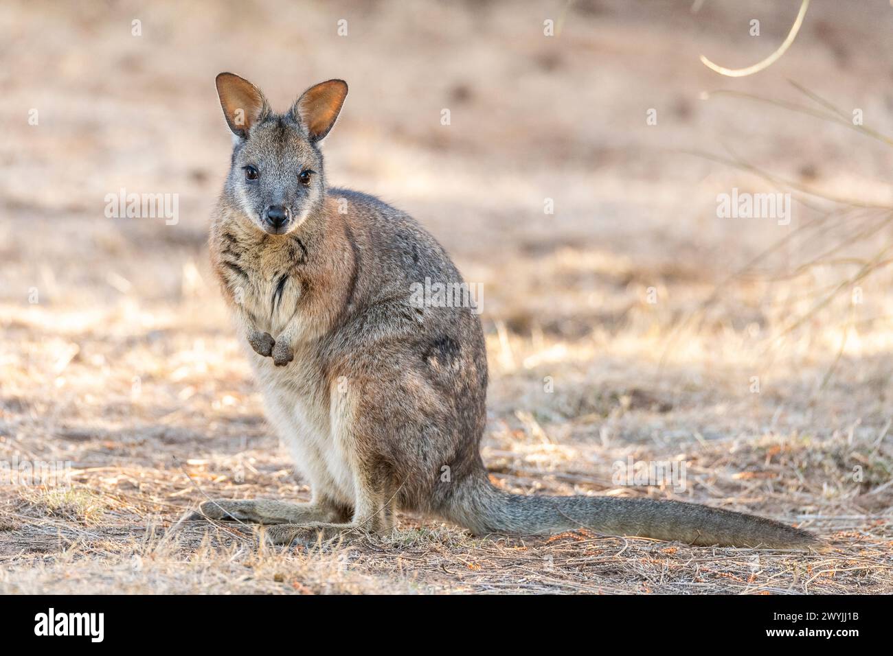 Wallaby Tammar (Notamacropus eugenii), noto anche come wallaby dama o wallaby darma. Foto Stock