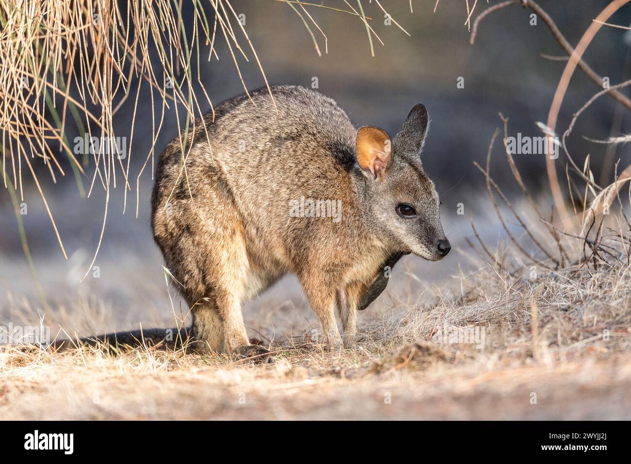 Wallaby Tammar (Notamacropus eugenii), noto anche come wallaby dama o wallaby darma. Foto Stock