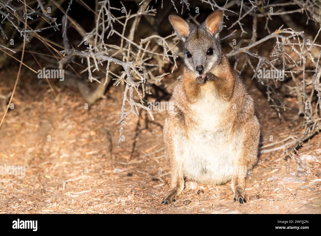 Wallaby Tammar (Notamacropus eugenii), noto anche come wallaby dama o wallaby darma. Foto Stock
