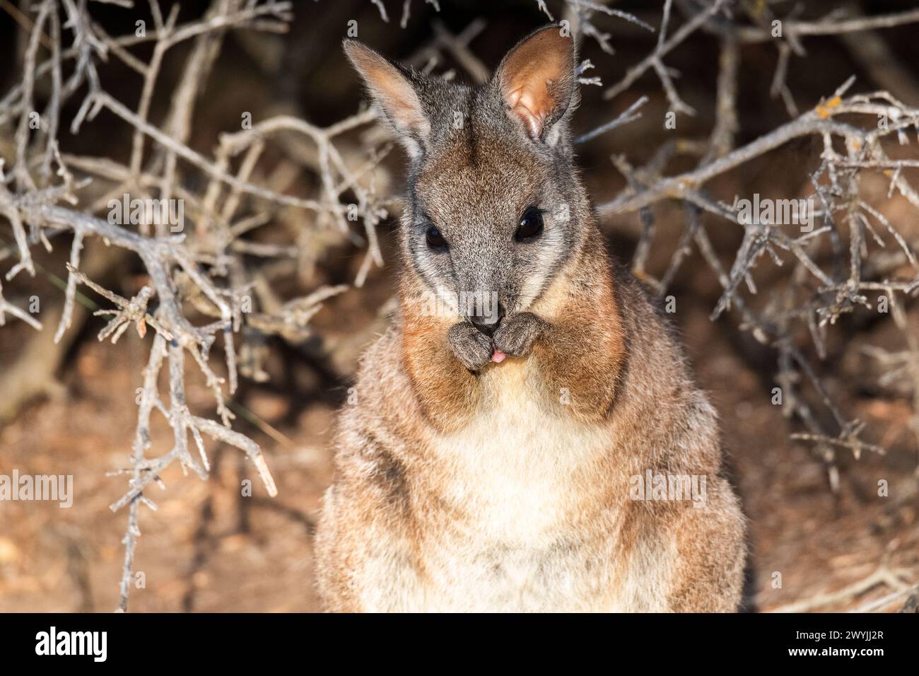 Wallaby Tammar (Notamacropus eugenii), noto anche come wallaby dama o wallaby darma. Foto Stock