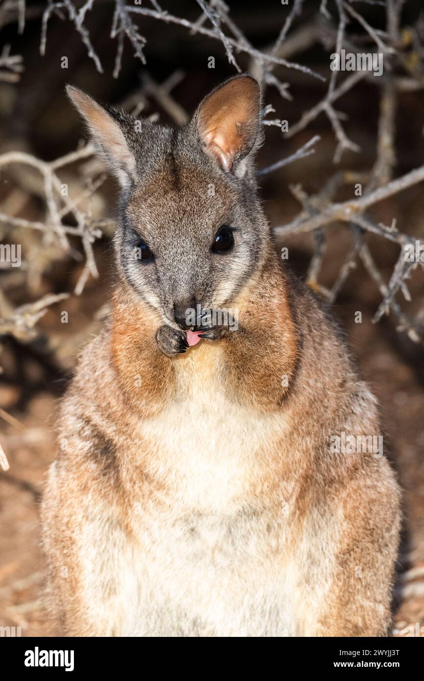 Wallaby Tammar (Notamacropus eugenii), noto anche come wallaby dama o wallaby darma. Foto Stock